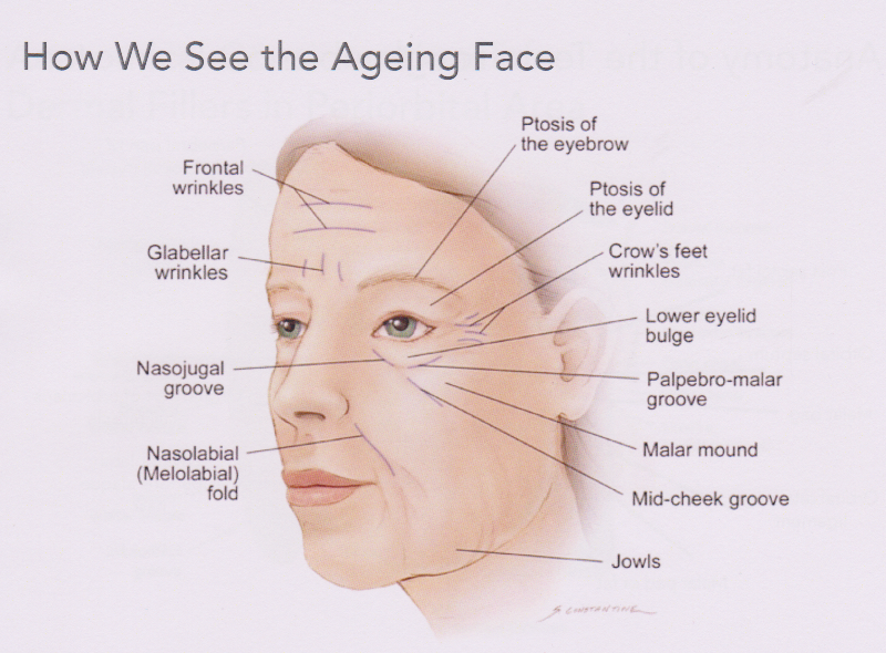 facial anatomy 1 001 resized intoskin facial anatomy